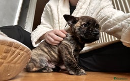 Mixed Breed dogs for sale: Beautiful French chows ready to leave!  - Image 4