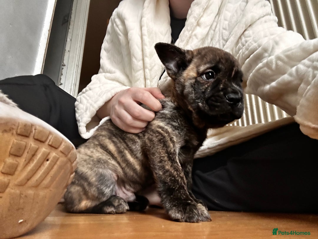 Mixed Breed dogs for sale: Beautiful French chows ready to leave!  - Image 4