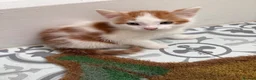 Mixed Breed cats for sale: X2 male ginger & white kittens  - Advert 11