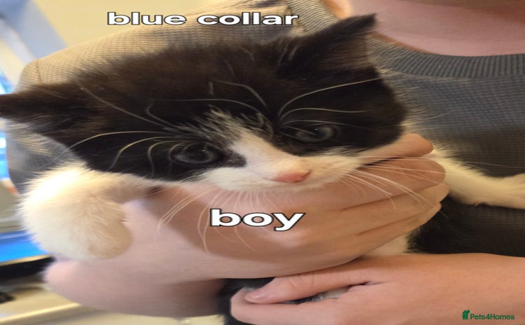 Mixed Breed cats - Advert 3