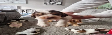 Cocker Spaniel 3