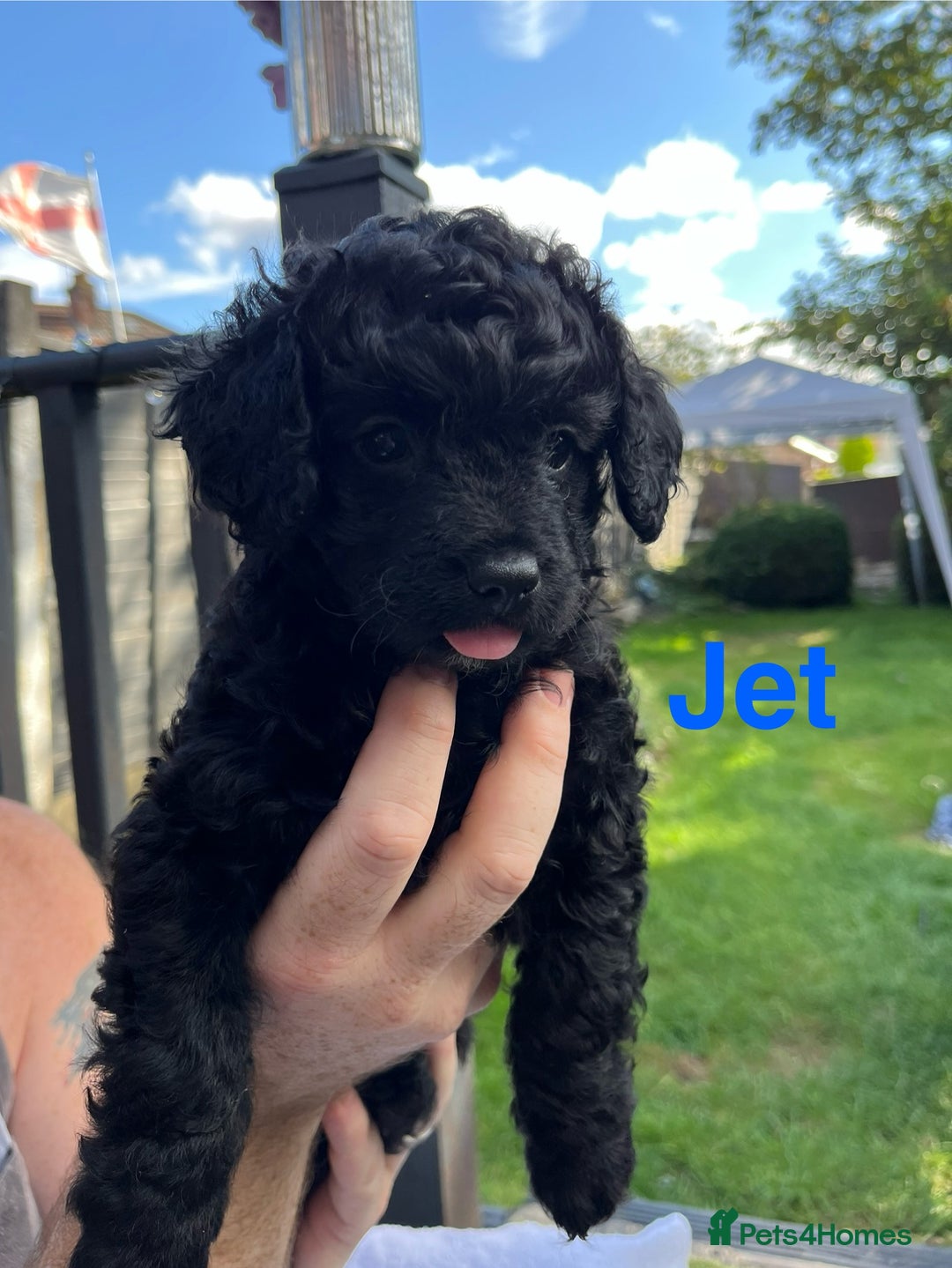 Yorkiepoo dogs for sale: Yorkiepoo cockapoo  - Image 18