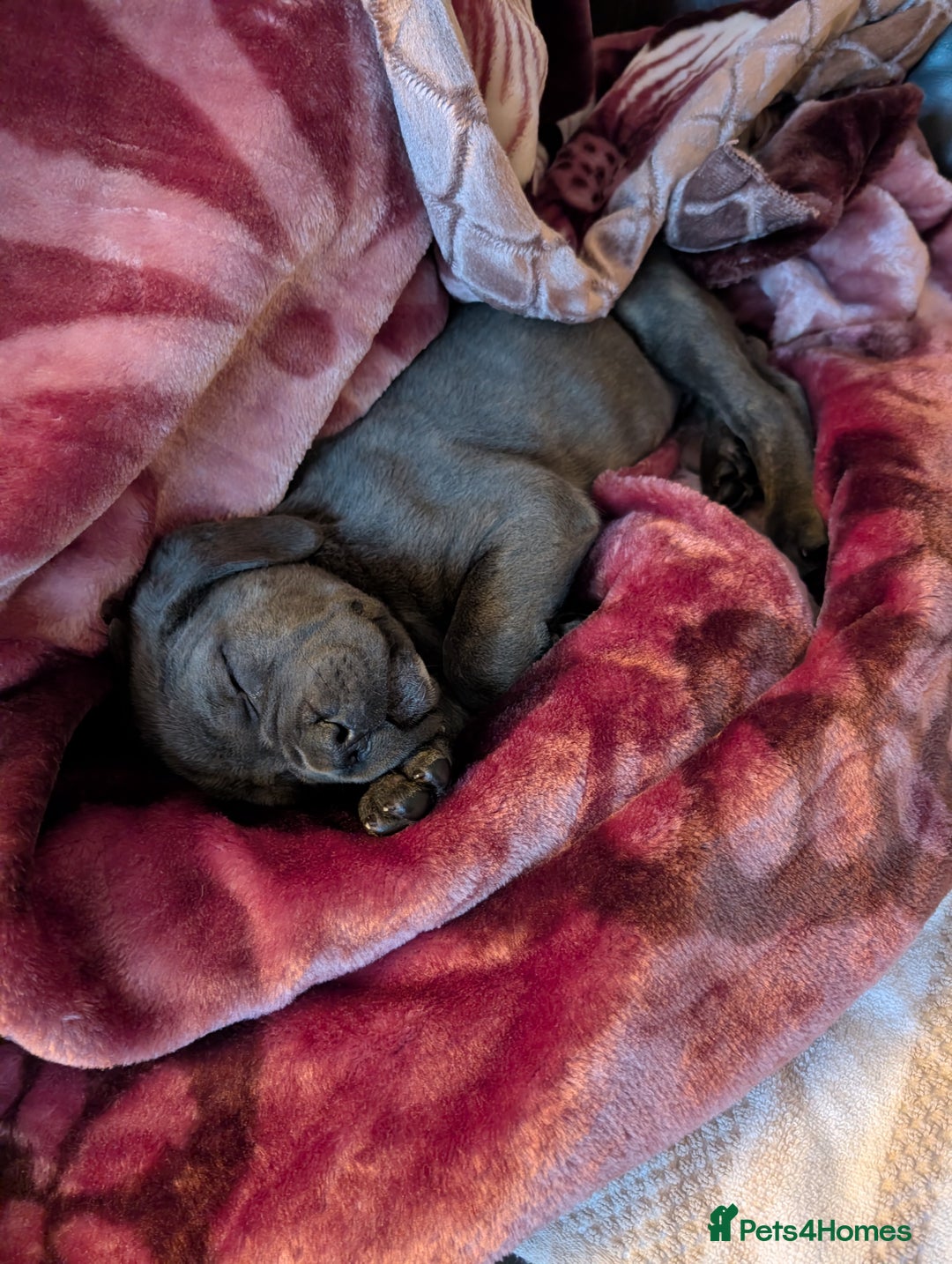 Cane Corso dogs for sale: BLUE BRINDLE MALE CANE CORSO PUPPY - Advert 2