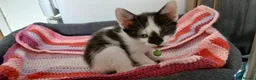 Mixed Breed cats for sale: 6 kitties looking for new forever homes - Advert 16
