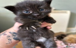 Mixed Breed cats for sale: Kittens tabby - Image 7