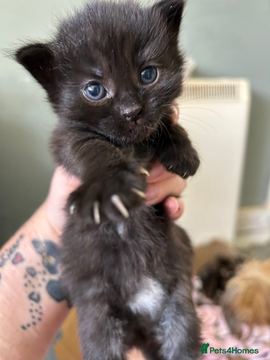 Mixed Breed cats for sale: Kittens tabby - Image 7