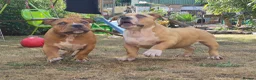 American Bully dogs for sale: American Pocket Bully’s  - Advert 3