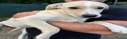 Mixed Breed dogs for adoption: AZALEA– The Little Lap Dog Who May Not Stay Little - Advert 18