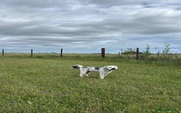 Mixed Breed dogs for adoption: Brian is looking for a home -Mioritic Shepherd  - Image 13