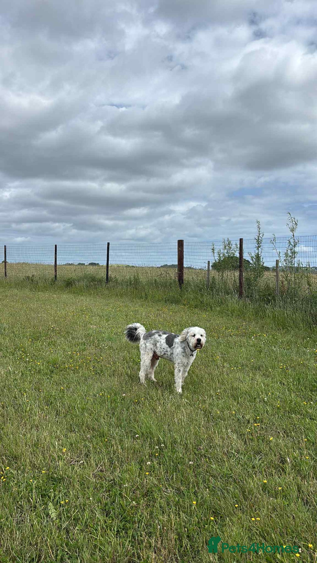 Mixed Breed dogs for adoption: Brian is looking for a home -Mioritic Shepherd  - Image 13