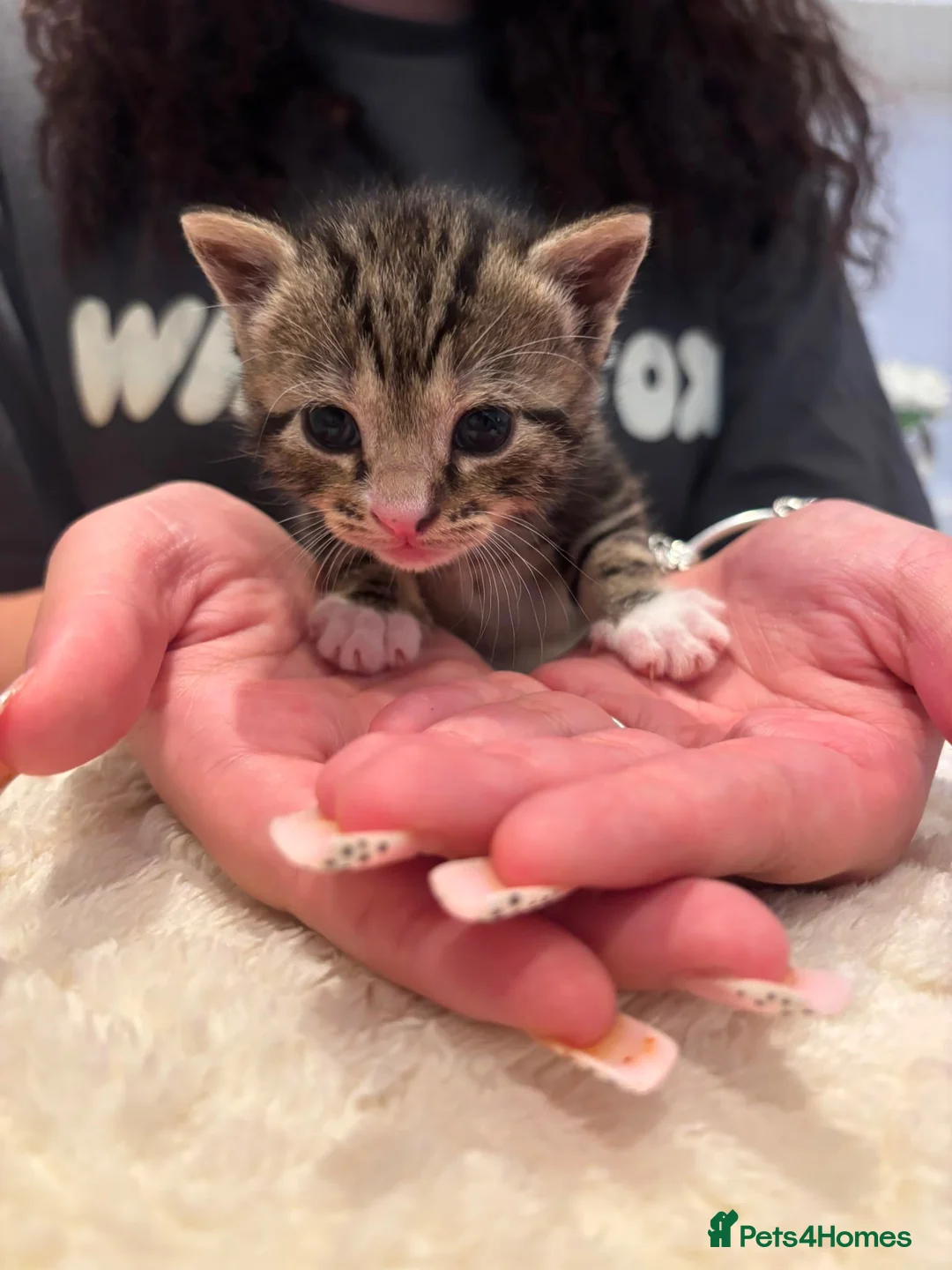 Mixed Breed cats for sale: 6 kittens 4 girls / 2 boys  in Birmingham - Advert 24
