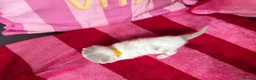 British Shorthair cats for sale: Champion Line British Shorthair Kittens 😻🥇🏆🐾 - Advert 9