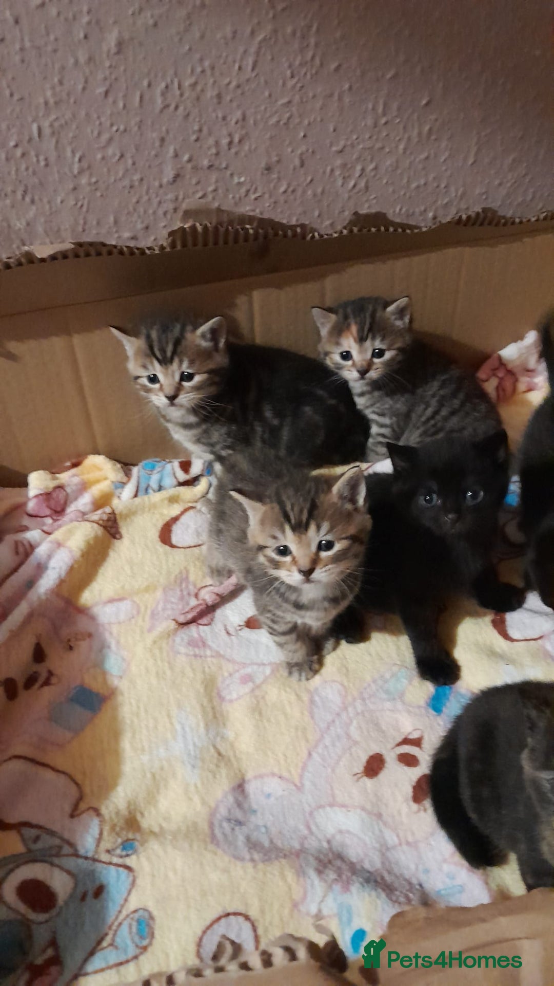 Mixed Breed cats for sale: Gorgeous tabbies/tortie from British shorthair mum - Advert 7