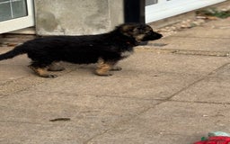 German Shepherd dogs for sale: Medium/long haired German shepherd puppies  - Image 13