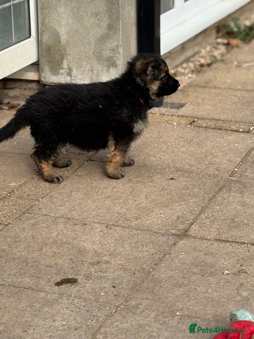 German Shepherd dogs for sale: Medium/long haired German shepherd puppies  - Image 13