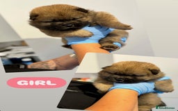 Chow Chow dogs for sale: chow chow puppies with champion stacked bloodline - Image 9