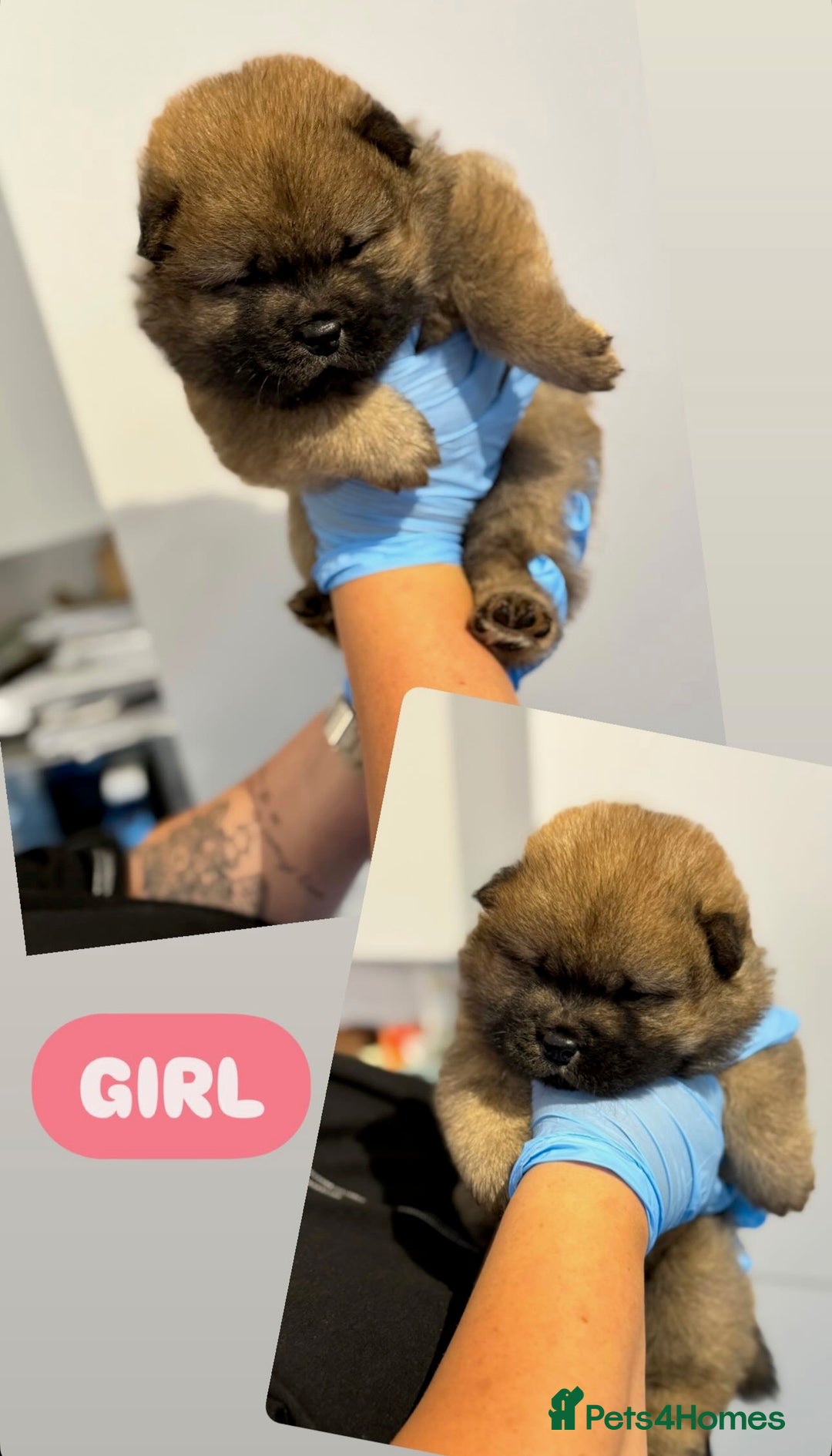 Chow Chow dogs for sale: chow chow puppies with champion stacked bloodline - Image 9