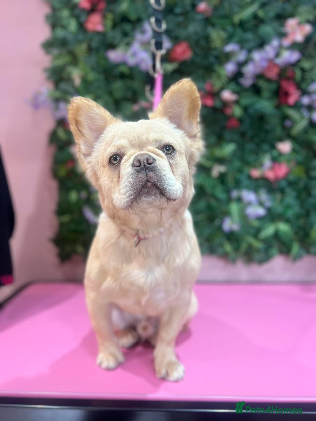 Gallery Image {{count}}