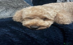 Cockapoo dogs for sale: 8 year old Miniature Cockerpoo - Lexie - Image 4
