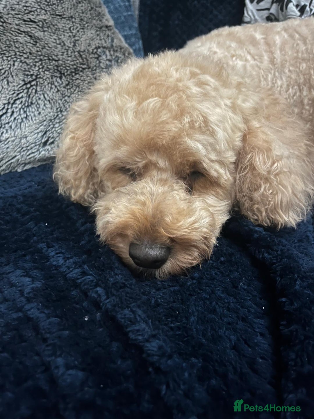 Cockapoo dogs for sale: 8 year old Miniature Cockerpoo - Lexie - Image 4
