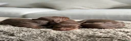 Miniature Dachshund dogs for sale: True beautiful miniature longhair dachshund  - Advert 15