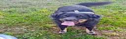 Mixed Breed dogs for adoption: Alexander - Advert 5