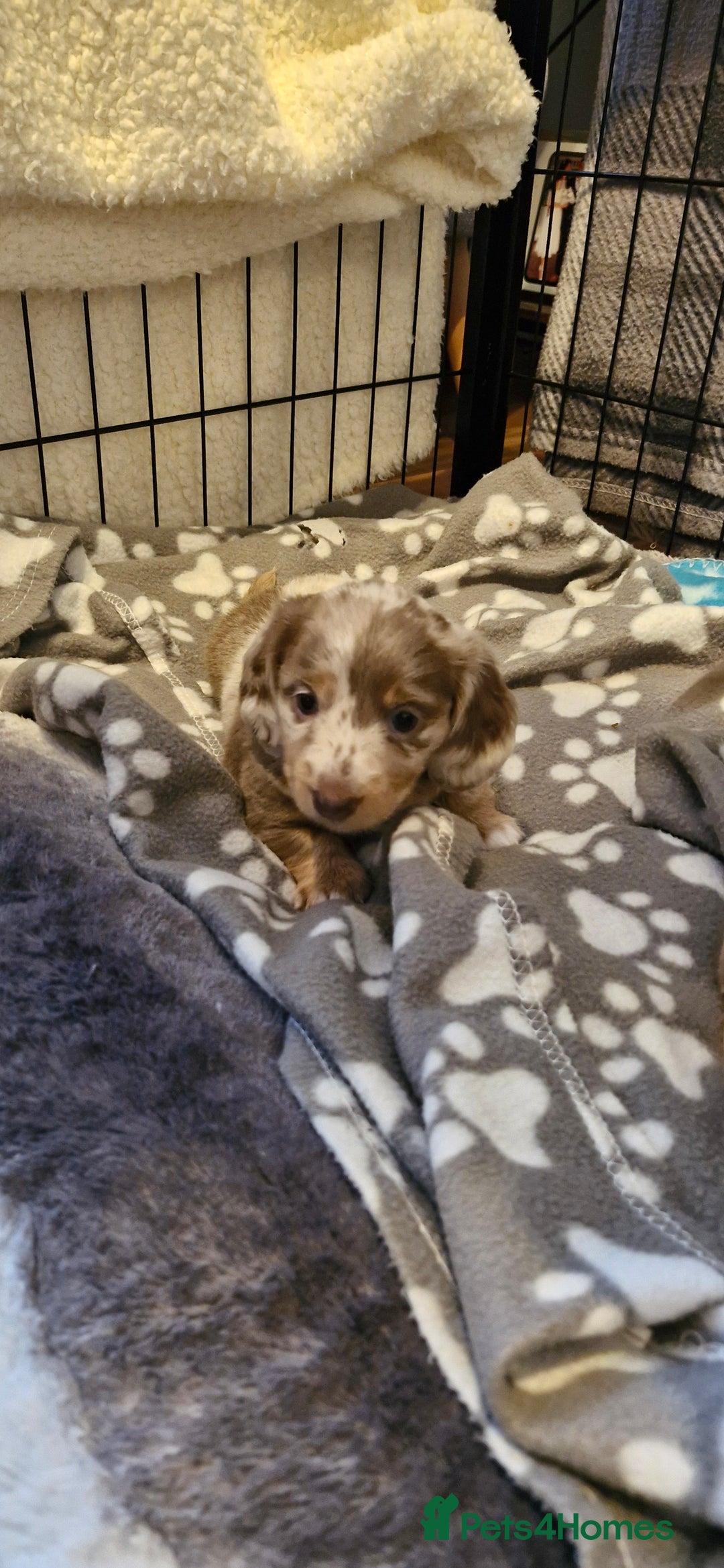 Miniature Dachshund dogs for sale: Longhaired miniature dachshunds  - Image 7