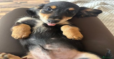Miniature Dachshund dogs - Advert 16