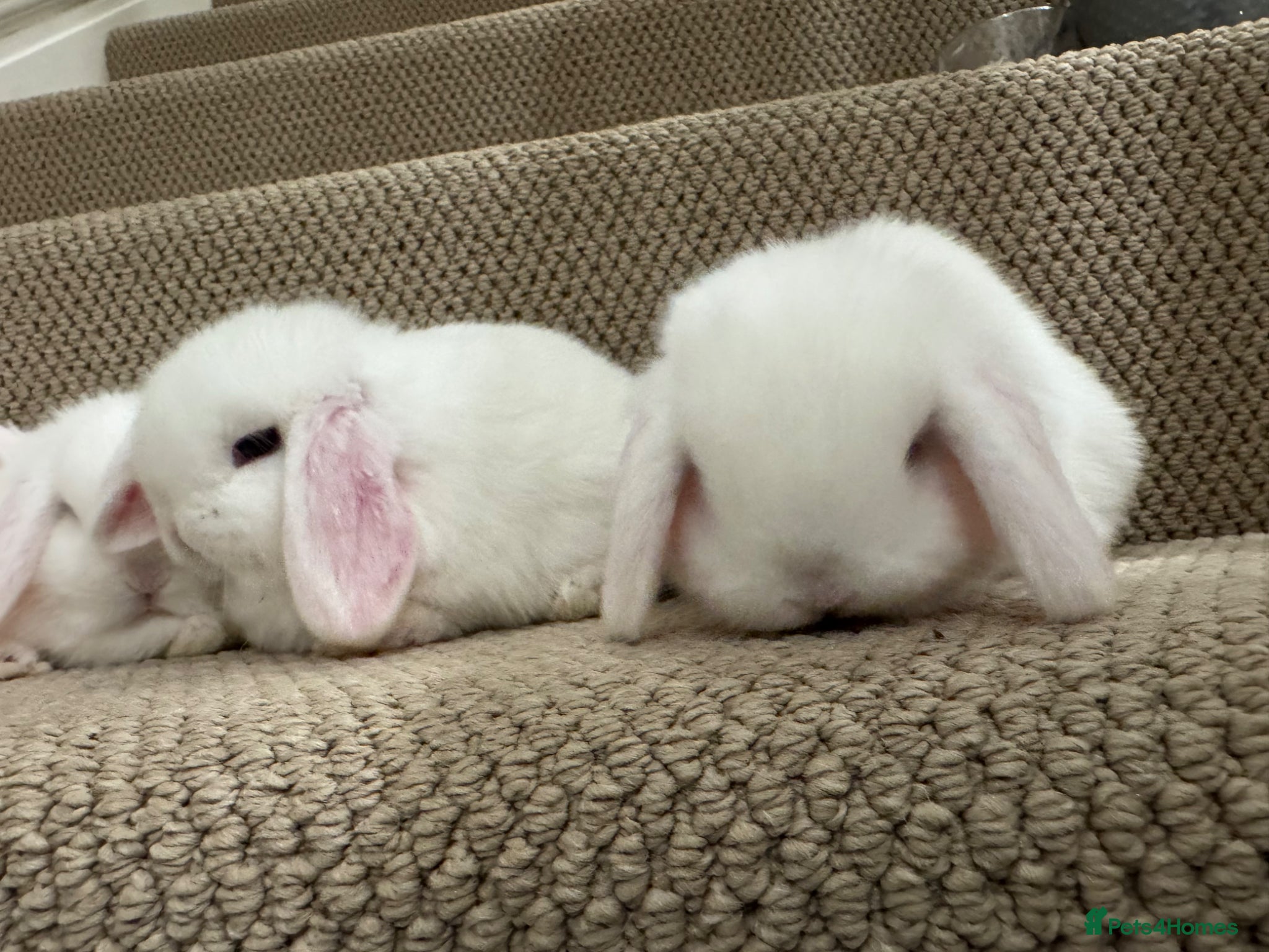 Mini Lop rabbits 🐰x2 Pure bred blue eyed white mini lops🐰 - Advert 2