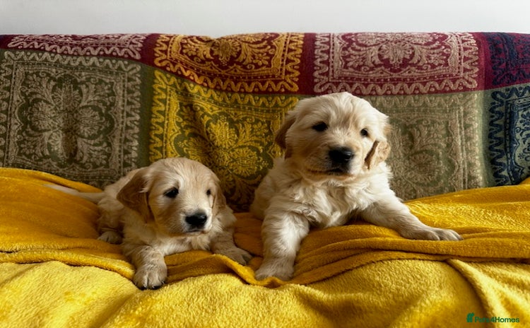 Golden Retriever dogs - Advert 11
