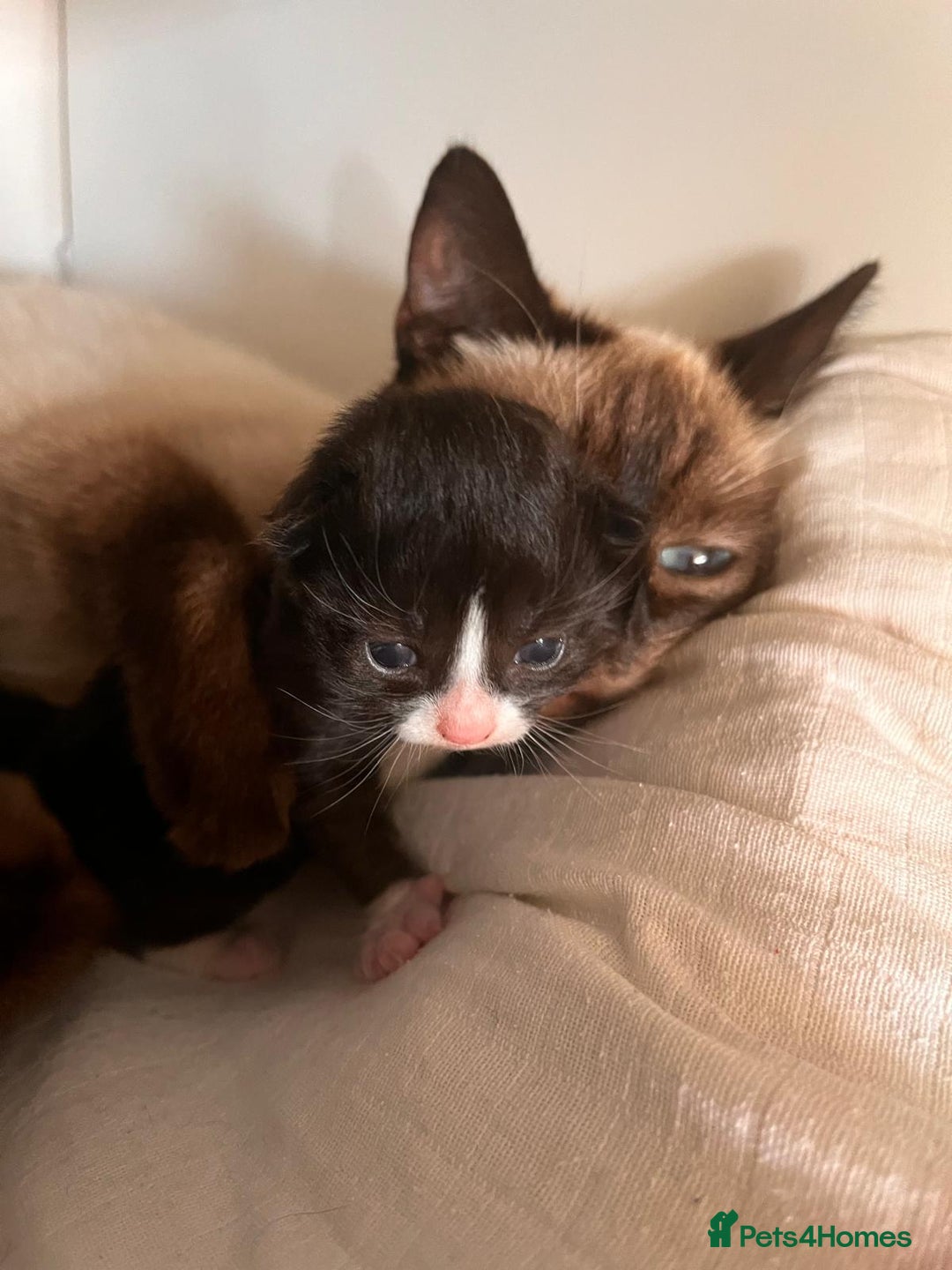 Siberian cats for sale: 🐾 Siberian X Tuxedo Boy*vaccinated health checked - Advert 2