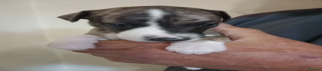 Peggy Sue 