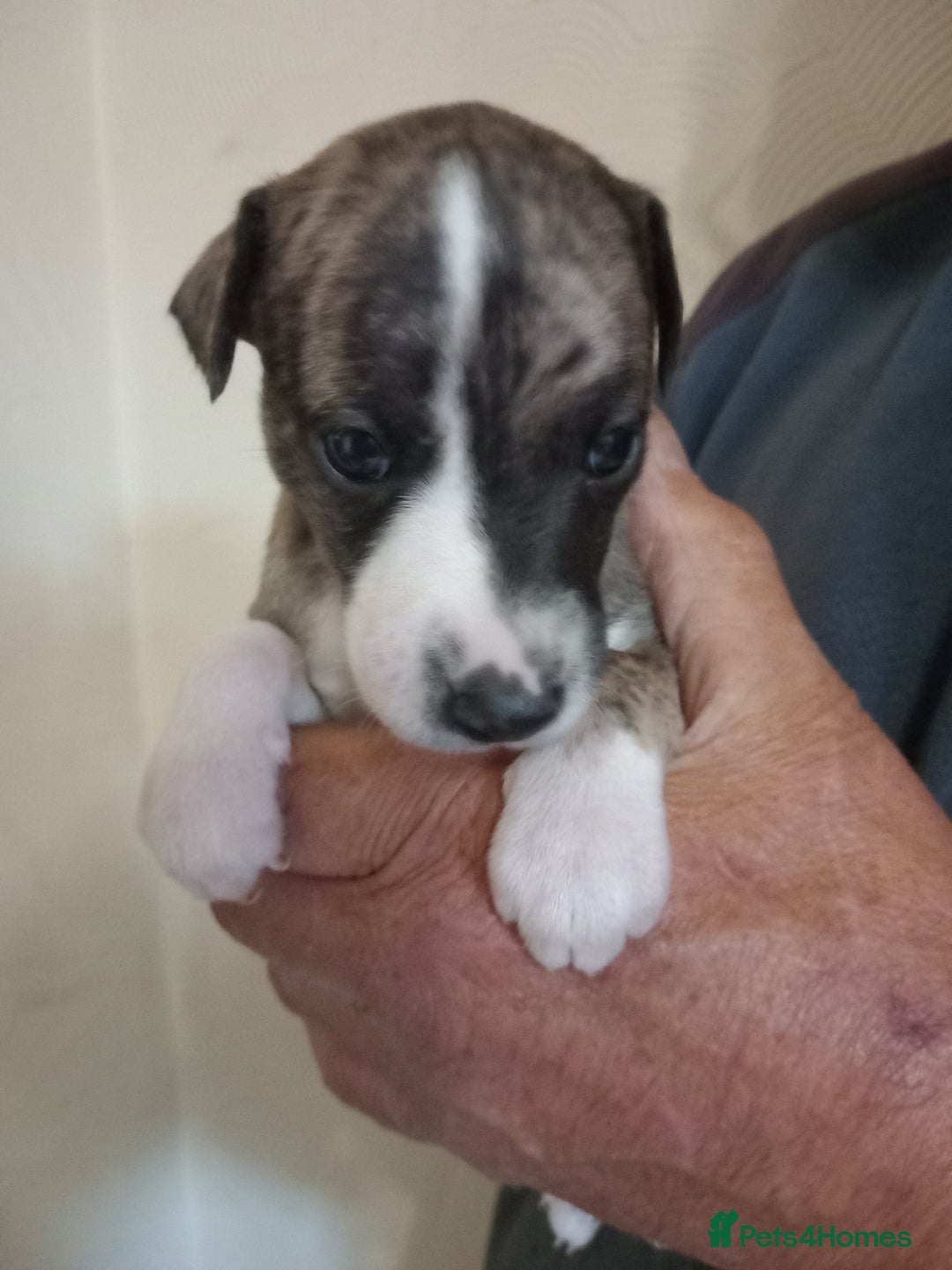 Whippet dogs for sale: Top Class Whippet Puppies bred from Champions - Image 15
