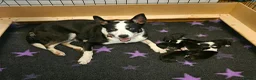 Border Collie dogs for sale: 🔥Unique tri border collie pups 🔥 - Advert 13