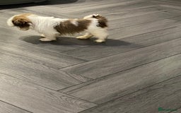 Shih Tzu dogs for sale: Orange and white imperial shih tzu - Advert 6