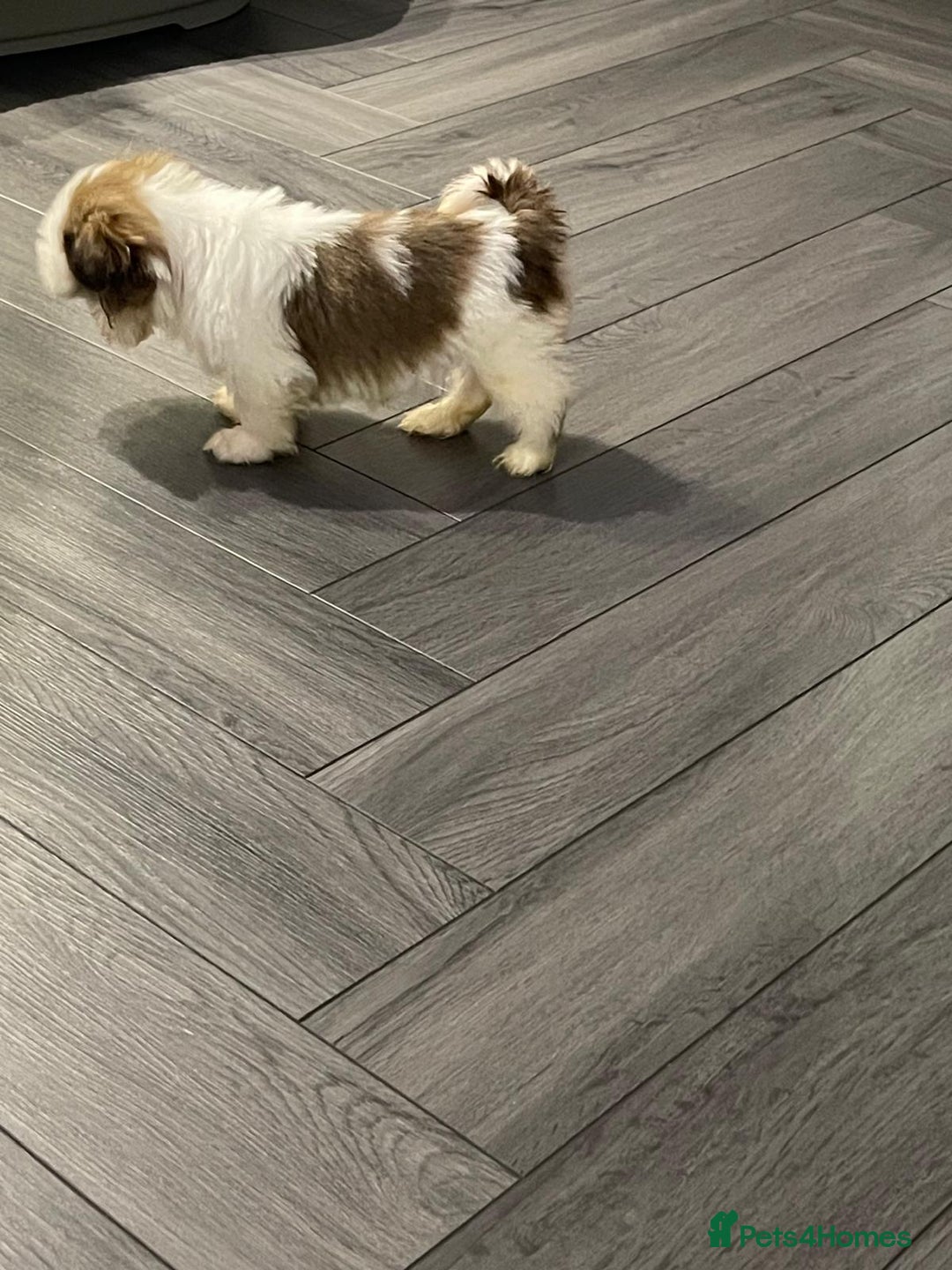 Shih Tzu dogs for sale: Orange and white imperial shih tzu - Advert 6