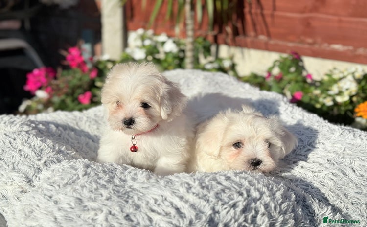 Maltese dogs - Advert 12