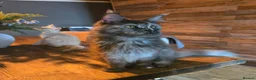 Maine Coon cats for sale: 3 Males available 1 Blue 1 Cream 1 Cream smoke  - Advert 13