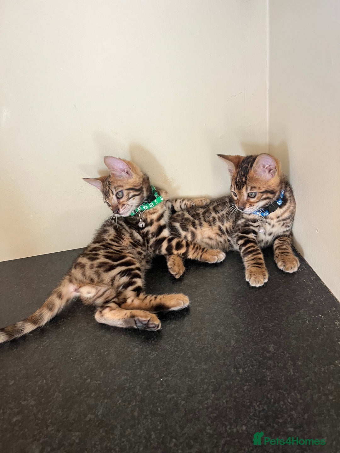 Bengal cats for sale: Available Pure Bengal kittens now! ♥️ - Image 8
