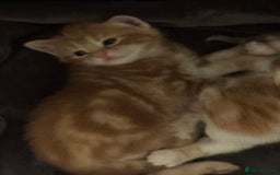 Domestic Shorthair cats for sale: Three Male kittens 🐱  - Image 5