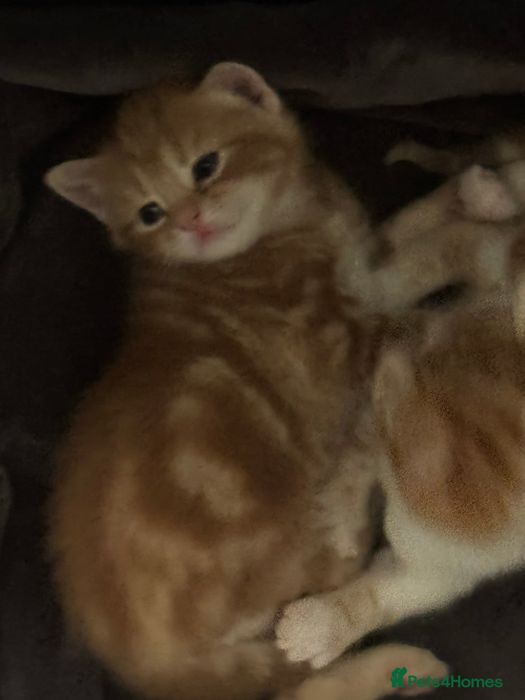 Domestic Shorthair cats for sale: Three Male kittens 🐱  - Image 5