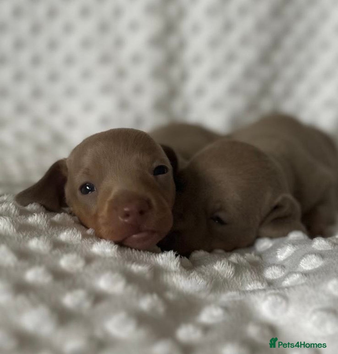 Miniature Dachshund dogs for sale: KC Miniature Isabella Dachshunds PRA Clear - Image 8