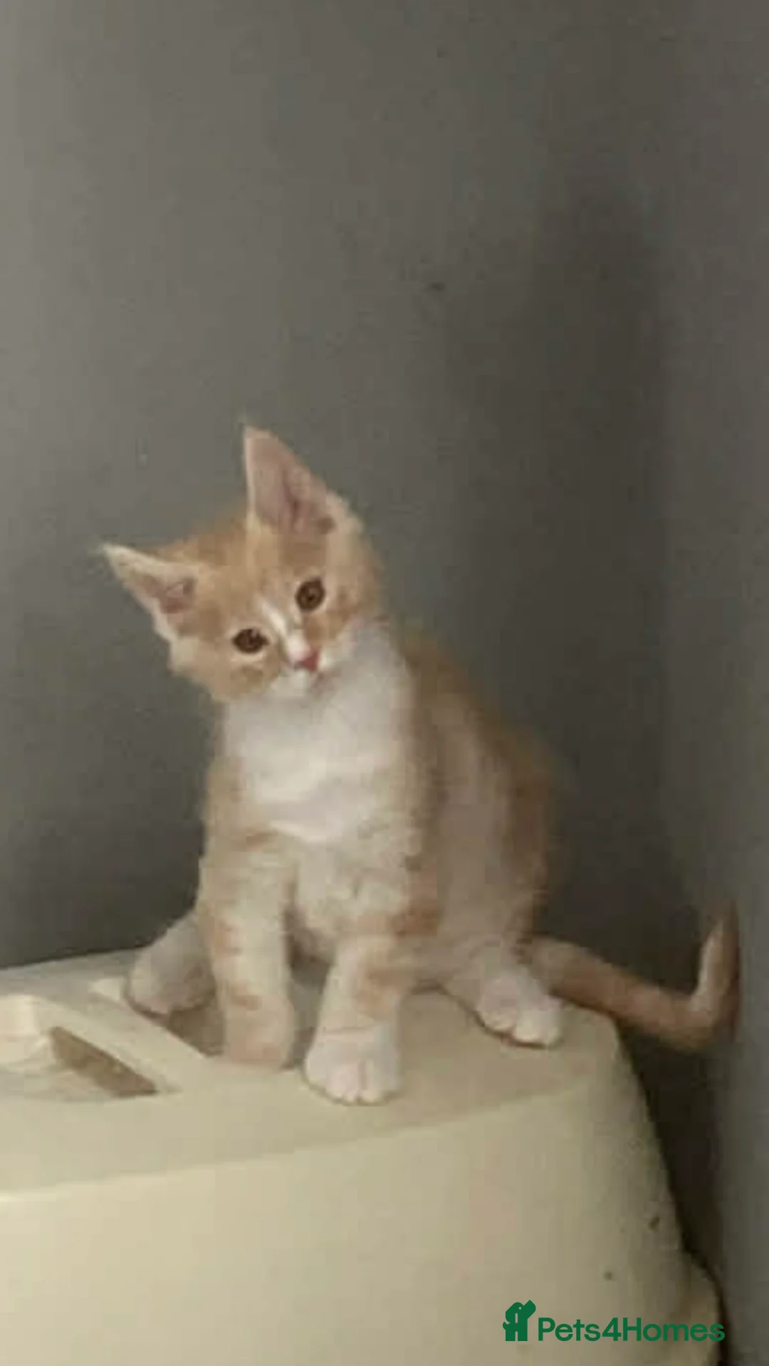 Maine Coon cats for sale: Maine coon male kitten - Advert 9