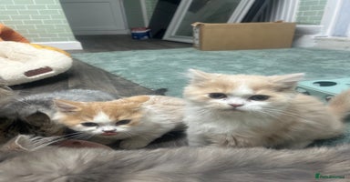 Persian cats - Advert 9