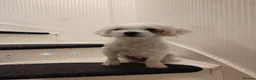 Maltese dogs for sale: New warm home's  in Plymouth - Advert 40