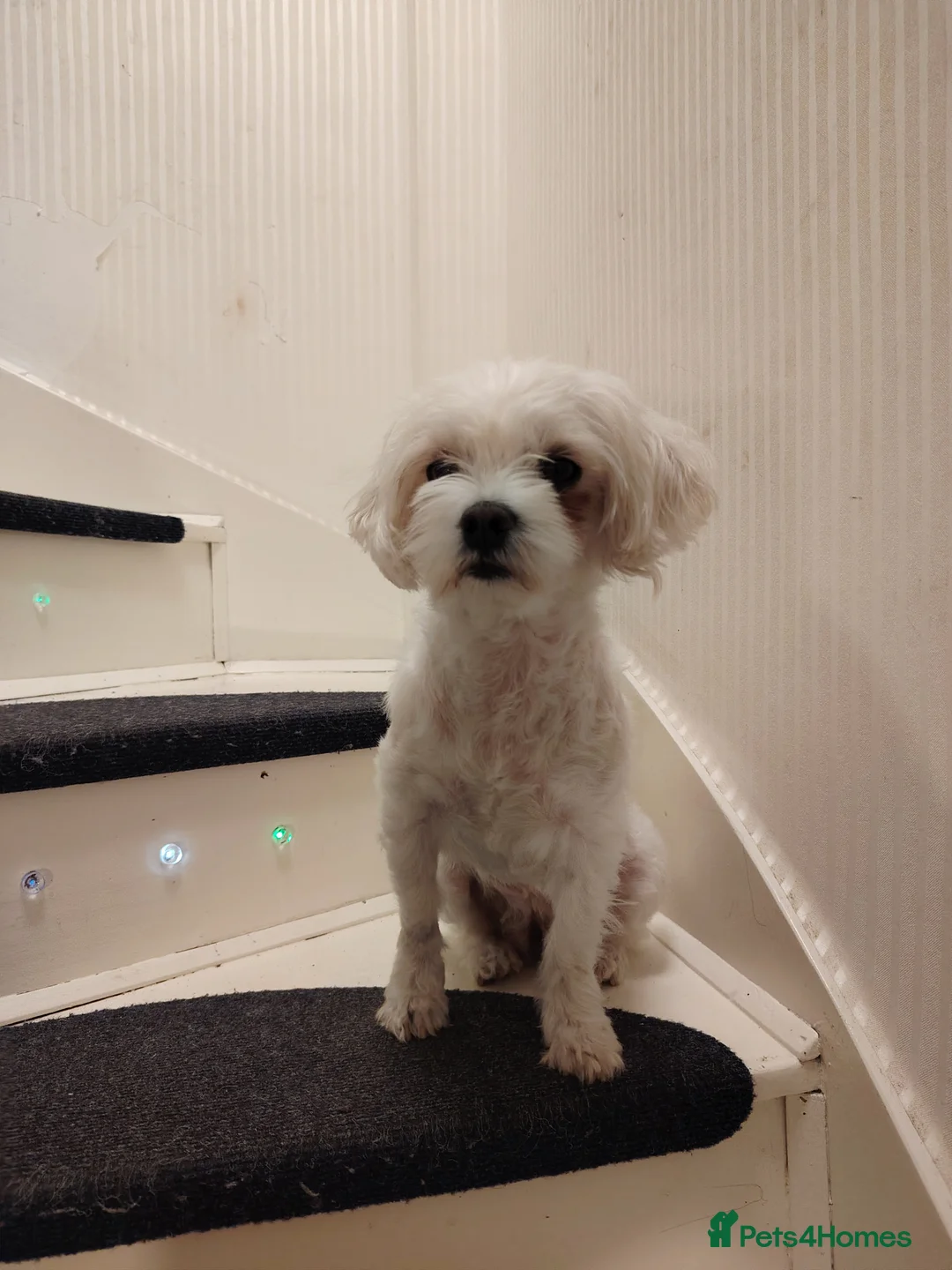 Maltese dogs for sale: New warm home's  in Plymouth - Advert 40
