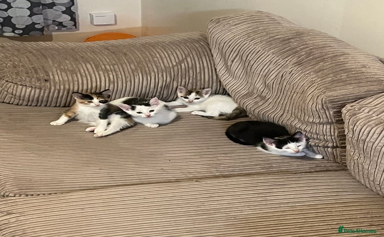 Mixed Breed cats - Advert 3