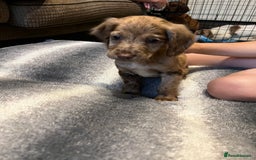 Cocker Spaniel dogs for sale: Beautiful cocker spaniels pups in Bishop Auckland - Image 4