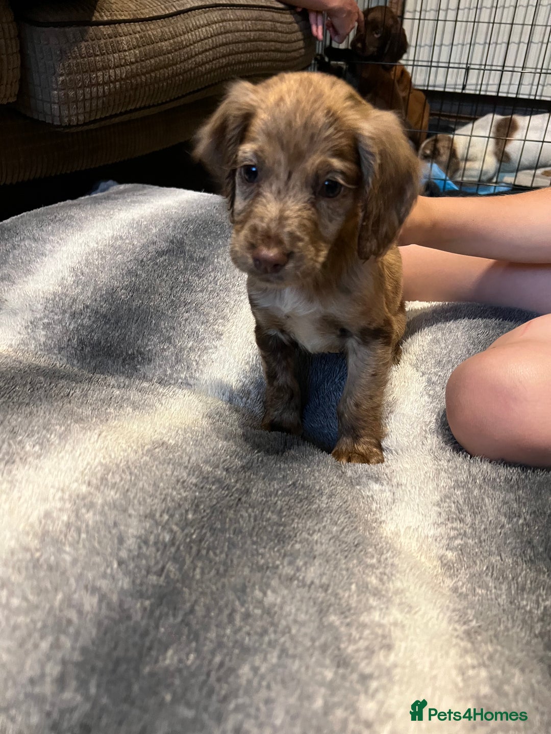 Cocker Spaniel dogs for sale: Beautiful cocker spaniels pups in Bishop Auckland - Image 4