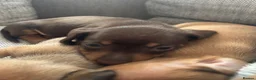 Miniature Dachshund dogs for sale: Beautiful Miniature Dachshund Puppies – Ready Soon - Advert 8